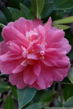 Autumn Spirit Camellia - Hybrid - 3 Gallon Pot 10 Autumn Spirit Camellia - Hybrid - 3 Gallon Pot -Foxtail Plant Shop camellia autumn spirit 22 1