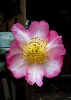 Autumn Sunrise Camellia Sasanqua - 1 Gallon Pot -Foxtail Plant Shop camellia autumn sunrise 10