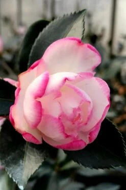 Bob's Supreme Camellia - 1 Gallon Pot -Foxtail Plant Shop camellia bobs supreme 2