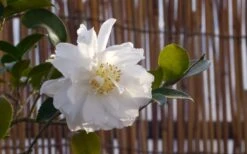Chisato No Aki Camellia Japonica - 3 Gallon Pot -Foxtail Plant Shop camellia chisato no aki 5