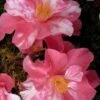 Coral Delight Camellia Hybrid - 1 Gallon Pot -Foxtail Plant Shop camellia coral delight 4 1