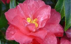 Coral Delight Camellia Hybrid - 1 Gallon Pot 11 Coral Delight Camellia Hybrid - 1 Gallon Pot -Foxtail Plant Shop camellia coral delight 5 1