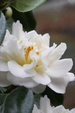 Cream Puff Fragrant Camellia - 3 Gallon Pot -Foxtail Plant Shop camellia cream puff 1