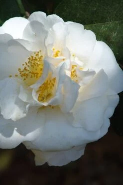 Cream Puff Fragrant Camellia - 3 Gallon Pot -Foxtail Plant Shop camellia cream puff 2