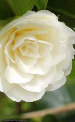 Dahlonega Camellia Japonica - 3 Gallon Pot -Foxtail Plant Shop camellia dahlonega 3