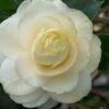 Dahlonega Camellia Japonica - 3 Gallon Pot -Foxtail Plant Shop camellia dahlonega 4