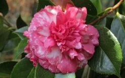Sacred Dance Camellia Japonica 'Daikagura' - 3 Gallon Pot -Foxtail Plant Shop camellia daikagura 20
