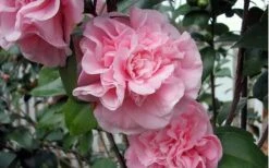 Debutante Pink Camellia Japonica - 1 Gallon Pot 8 Debutante Pink Camellia Japonica - 1 Gallon Pot -Foxtail Plant Shop camellia debutante pink 5 1