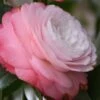 Desire Camellia Japonica - 3 Gallon Pot -Foxtail Plant Shop camellia desire 1