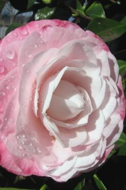 Desire Camellia Japonica - 3 Gallon Pot -Foxtail Plant Shop camellia desire 2