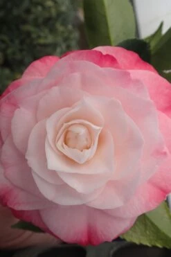 Desire Camellia Japonica - 3 Gallon Pot -Foxtail Plant Shop camellia desire 3