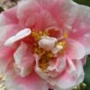 Dorothy Zerkowski Camellia Japonica - 3 Gallon Pot -Foxtail Plant Shop camellia dorothy zerkowski 1