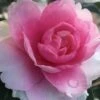 Dream Weaver Camellia Sasanqua - 3 Gallon Pot -Foxtail Plant Shop camellia dreamweaver