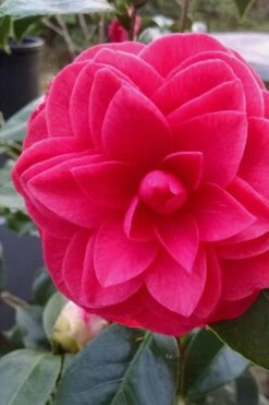 Glen 40 Camellia Japonica - 1 Gallon Pot -Foxtail Plant Shop camellia glen 40 1