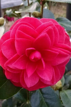 Glen 40 Camellia Japonica - 1 Gallon Pot -Foxtail Plant Shop camellia glen 40 2 2