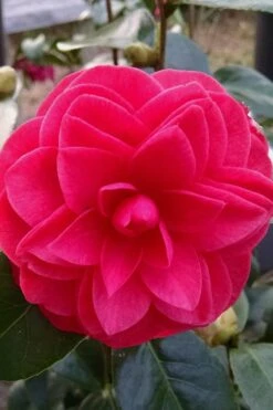 Glen 40 Camellia Japonica - 1 Gallon Pot -Foxtail Plant Shop camellia glen 40 2