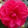 Glen 40 Camellia Japonica - 3 Gallon Pot -Foxtail Plant Shop camellia glen 40 2 thumbnail 1
