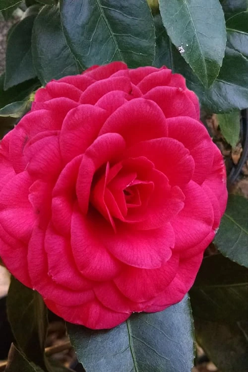 Glen 40 Camellia Japonica - 3 Gallon Pot 4 Glen 40 Camellia Japonica - 3 Gallon Pot - Image 4