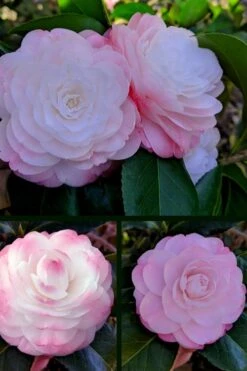 Guest Star Camellia Japonica - 3 Gallon Pot -Foxtail Plant Shop camellia guest star 3