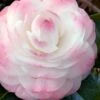 Guest Star Camellia Japonica - 1 Gallon Pot -Foxtail Plant Shop camellia guest star 7 1