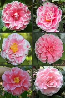 Brilliant Gem Fragrant Camellia Japonica 'Herme' - 1 Gallon Pot -Foxtail Plant Shop camellia herrmes 1 1
