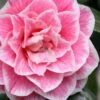 Brilliant Gem Fragrant Camellia Japonica 'Herme' - 1 Gallon Pot -Foxtail Plant Shop camellia herrmes 5 1
