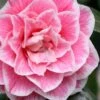 Brilliant Gem Fragrant Camellia Japonica 'Herme' - 7 Gallon Pot -Foxtail Plant Shop camellia herrmes 5