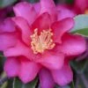 Hiryu Camellia Sasanqua - 3 Gallon Pot -Foxtail Plant Shop camellia hiryu 1