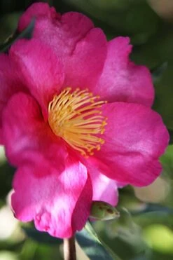 Hiryu Camellia Sasanqua - 3 Gallon Pot -Foxtail Plant Shop camellia hiryu 3