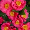 Bright Eyes Camellia Japonica - 3 Gallon Pot -Foxtail Plant Shop camellia hybrid bright eyes 1