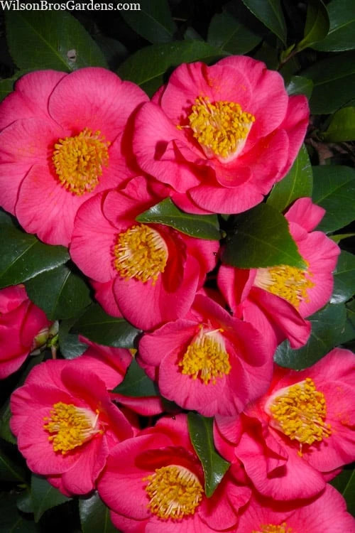 Bright Eyes Camellia Japonica - 3 Gallon Pot 1 Bright Eyes Camellia Japonica - 3 Gallon Pot