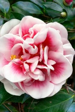Irrational Exuberance Camellia Japonica - 1 Gallon Pot -Foxtail Plant Shop camellia irrational exuberance 3
