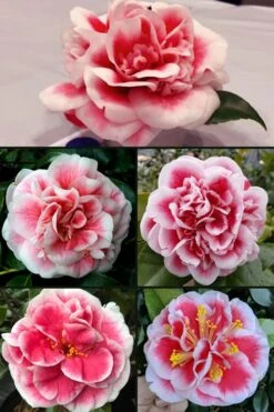 Irrational Exuberance Camellia Japonica - 1 Gallon Pot -Foxtail Plant Shop camellia irrational exuberance 6