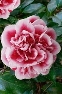 Irrational Exuberance Camellia Japonica - 1 Gallon Pot -Foxtail Plant Shop camellia irrational exuberance 7