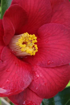 Adeyaka Camellia Japonica - 1 Gallon Pot -Foxtail Plant Shop camellia japonica adeyaka 1