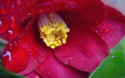 Adeyaka Camellia Japonica - 1 Gallon Pot -Foxtail Plant Shop camellia japonica adeyaka 3