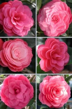 April Kiss Pink Double Flowered Camellia Japonica - 3 Gallon Pot -Foxtail Plant Shop camellia japonica april kiss 102