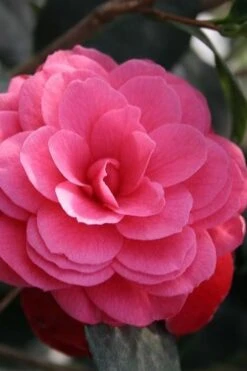 April Kiss Pink Double Flowered Camellia Japonica - 1 Gallon Pot -Foxtail Plant Shop camellia japonica april kiss 103 1