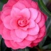April Kiss Pink Double Flowered Camellia Japonica - 3 Gallon Pot -Foxtail Plant Shop camellia japonica april kiss 104