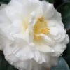 Colonial Dame Camellia - 3 Gallon Pot -Foxtail Plant Shop camellia japonica colonial dame 20