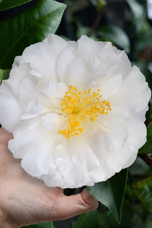 Colonial Dame Camellia - 3 Gallon Pot 4 Colonial Dame Camellia - 3 Gallon Pot - Image 4