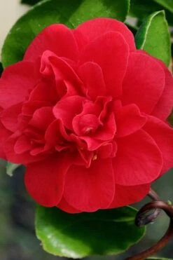 Curly Lady Camellia Japonica - 1 Gallon Pot -Foxtail Plant Shop camellia japonica curly lady 1