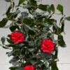 Curly Lady Camellia Japonica - 1 Gallon Pot 9 Curly Lady Camellia Japonica - 1 Gallon Pot -Foxtail Plant Shop camellia japonica curly lady 10