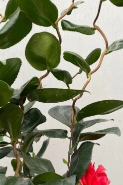 Curly Lady Camellia Japonica - 1 Gallon Pot -Foxtail Plant Shop camellia japonica curly lady 2