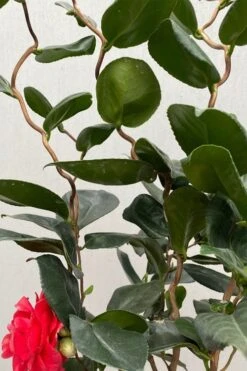 Curly Lady Camellia Japonica - 1 Gallon Pot -Foxtail Plant Shop camellia japonica curly lady 3