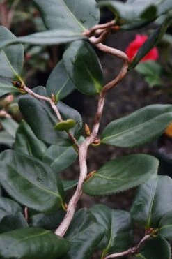 Curly Lady Camellia Japonica - 1 Gallon Pot -Foxtail Plant Shop camellia japonica curly lady 5