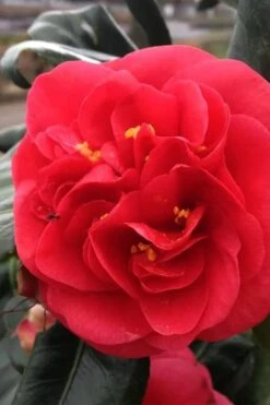 Curly Lady Camellia Japonica - 1 Gallon Pot -Foxtail Plant Shop camellia japonica curly lady 6