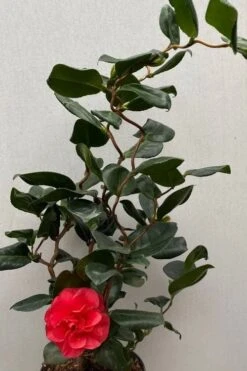 Curly Lady Camellia Japonica - 1 Gallon Pot -Foxtail Plant Shop camellia japonica curly lady 8