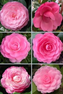 E.G. Waterhouse Camellia - Williamsii Hybrid - 3 Gallon Pot -Foxtail Plant Shop camellia japonica e g waterhouse 21