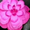 Early Wonder Camellia Japonica - 2 Gallon Pot -Foxtail Plant Shop camellia japonica early wonder 1